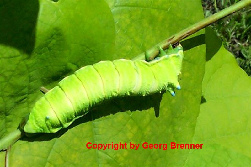 SATURNIIDAE World Homepage für den Saturniidenfreund